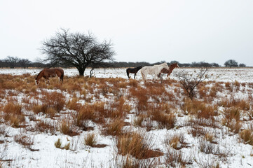 Fototapeta na wymiar Horses in Snowy landscape in rural environment in La Pampa, Patagonia, Argentina.
