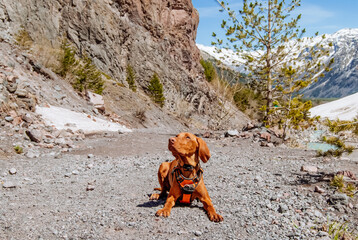 Hungarian hound dog lies against the background of the mountains - 700174916