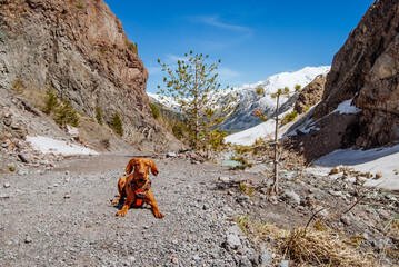 Hungarian hound dog lies against the background of the mountains - 700175130