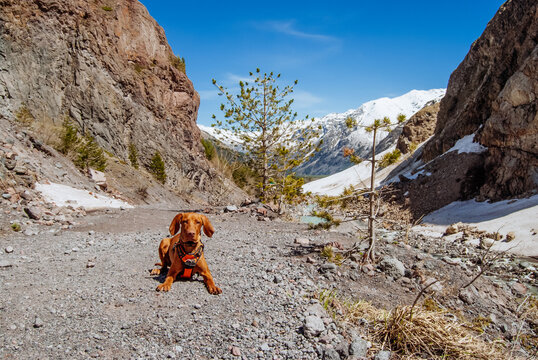 Hungarian hound dog lies against the background of the mountains