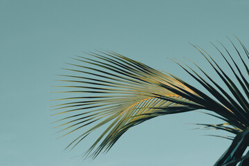 palm tree leaves