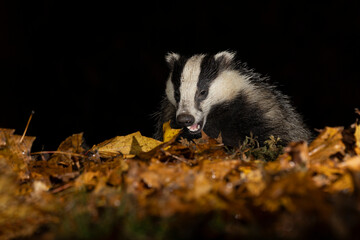 Badger in Autumn Woodland