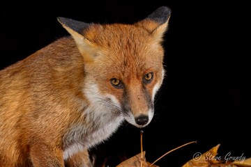 Rural Red Fox
