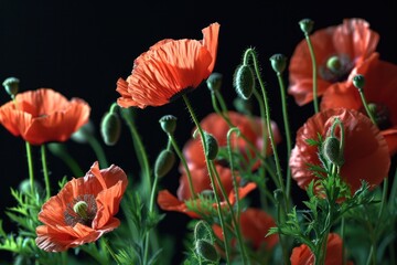 Pattern of Opium Poppy, slightly transparent - obrazy, fototapety, plakaty