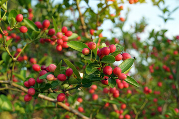 the fruit of the Carandas-plum. Which has a whole red color, is a type of medicinal fruit. The taste of the ripe fruit is sweet and soft. High in iron and vitamin C