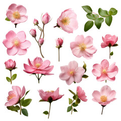 collection of beautiful pink wild rose flowers, bud and leaf isolated over a transparent background