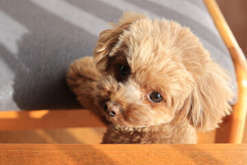 遊んでいるトイプードル