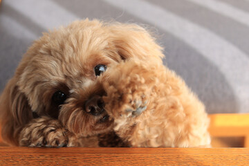 遊んでいるトイプードル