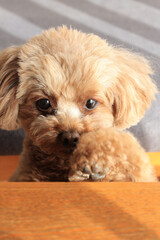 遊んでいるトイプードル