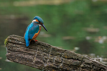 Kingfisher on no fishing sign