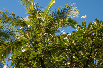 Coconut Palm Tree with Blue Sky Above and a Plumeria Bush in the Foreground.