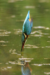 Kingfisher Diving