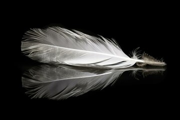 White swan feather with reflection isolated. Generative AI