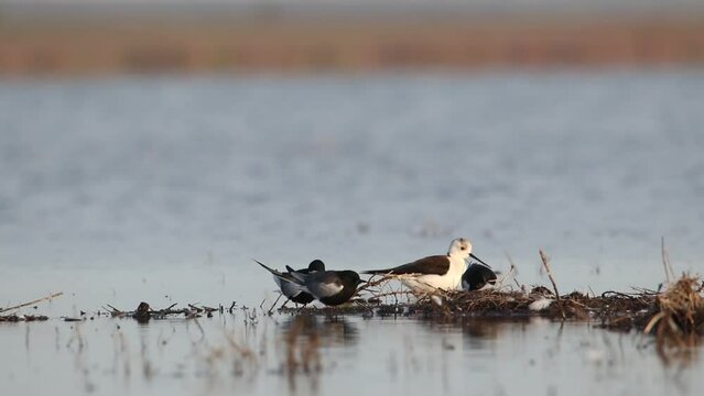 The black tern. The birds are standing on the shore cleaning their feathers. A stilt walker walks nearby.