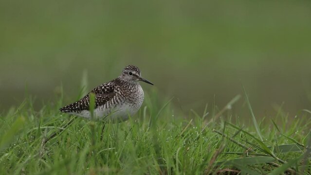 The wood sandpiper stands on the shore. A beautiful video with a tringa glareola. Morning light. Beautiful green background