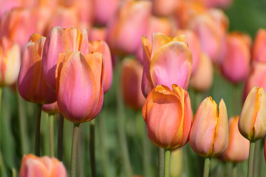 Campo de tulipanes