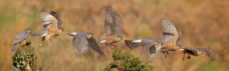 Sparrowhawk flight sequence