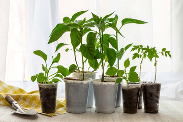 Young seedlings of peppers, tomatoes and flowers on the windowsill. Ecological cultivation of home seedlings in winter and early spring. Reusing disposable plastic utensils