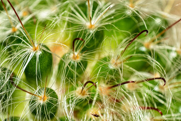 Foto macro de cactus