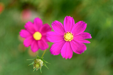 Obraz premium Flor fucsia