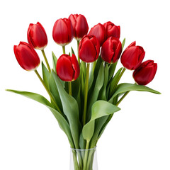 Fototapeta premium flower - Red Tulip Red flowers meaning Declaration of love (4)