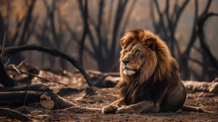 Foto op Plexiglas a lion lying down in the dirt © Dumitru