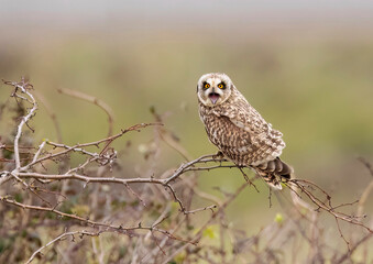 Short Eared Owl