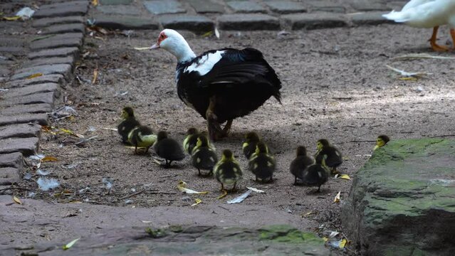 Close Up of A Muscovy Duck family sitting under a tree