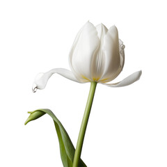 The beautiful white tulip looks fresh, vibrant, and clear in the morning