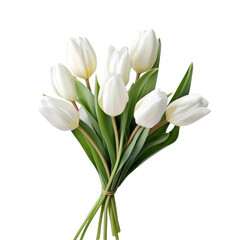 flower - Tulip (White) flowers meaning Forgiveness