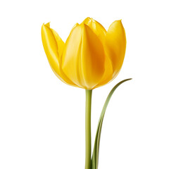 flower - Tulip (Yellow) flowers meaning Cheerful thoughts