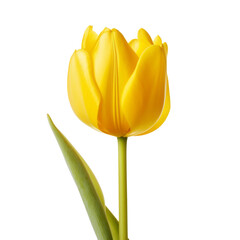 flower - Tulip (Yellow) flowers meaning Cheerful thoughts (4)