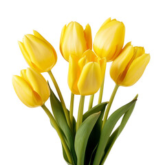 Naklejka premium flower - Tulip (Yellow) flowers meaning Cheerful thoughts (2)