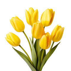 flower - Tulip (Yellow) flowers meaning Cheerful thoughts (3)