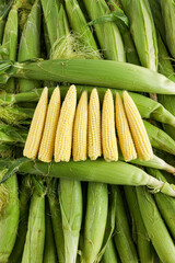Images of baby corn, corn cobs, high quality images of corn
