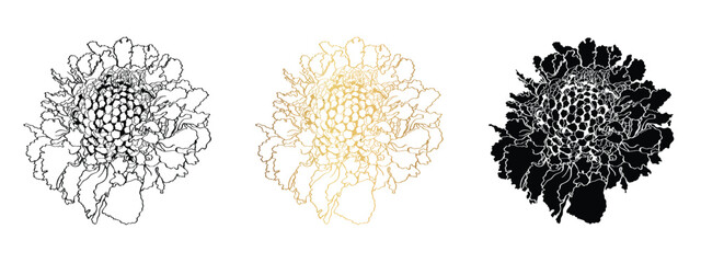 Graphic black, golden and white line image of a lush scabiosa flower for invitations, dish decor, aroma products, embossing. - 700190745