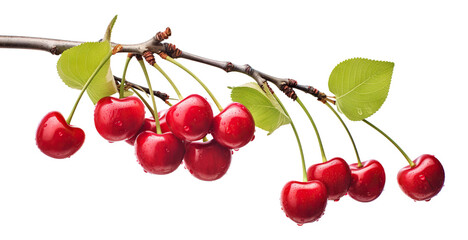 Delicious ripe cherries branch, cut out