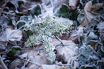 Closeup of frozen leaves on the floor in the forest