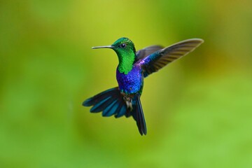Fototapeta premium Green-crowned woodnymph, (THALURANIA FANNYI), 4K resolution, Humminbirds from Ecuador in flight