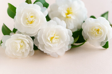 Fototapeta na wymiar 八重咲きの白いサザンカの花の背景