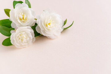 八重咲きの白いサザンカの花の背景