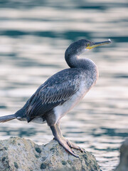 An immature common shag sitting on a rock near the sea