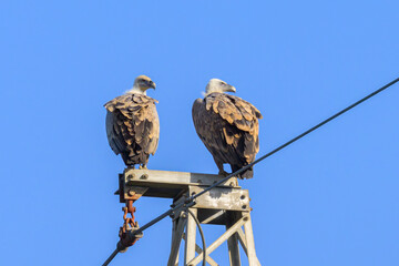 Two Griffon Vultures sitting on an electricity pole