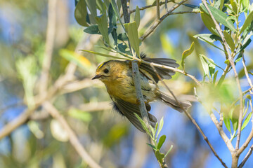 A small Goldcrest sitting on a bush