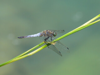 A black tailed skimmer dragonfly resting on a green plant