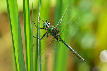 Fototapeta premium A Brilliant Emerald dragonfly resting on a plant