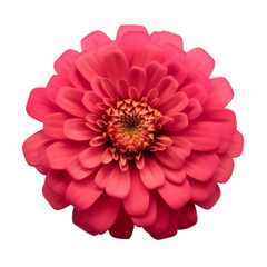 flower -  Zinnia flowers   meaning Thoughts of absent friend top view (4)