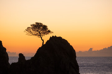Tossa de Mar, árbol en la roca dentro del mar - obrazy, fototapety, plakaty