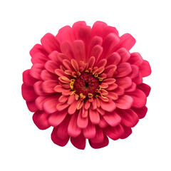 flower -  Zinnia flowers   meaning Thoughts of absent friend top view (5)