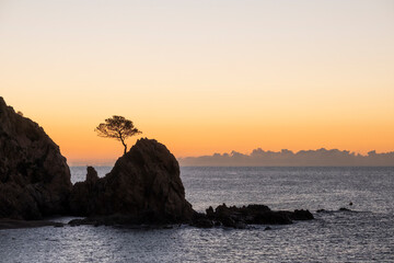 Tossa de Mar, árbol en la roca dentro del mar